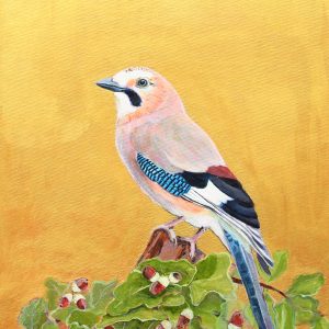 Eurasian Jay